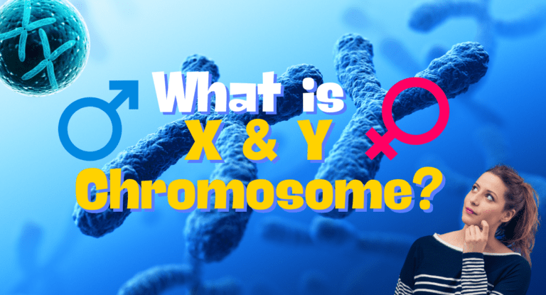 X and Y chromosome