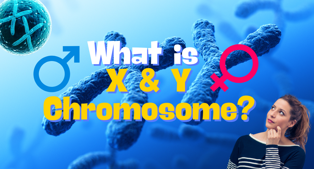 X and Y chromosome